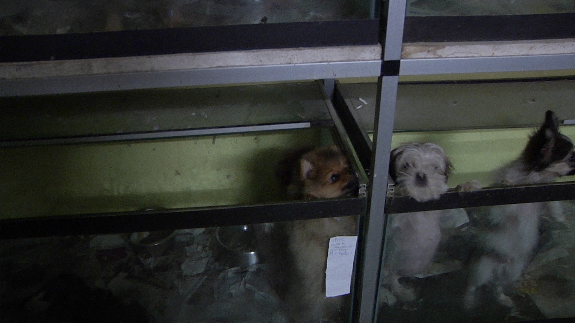 Lo Scandalo Dei Cuccioli Prigionieri Costretti A Vivere In Box